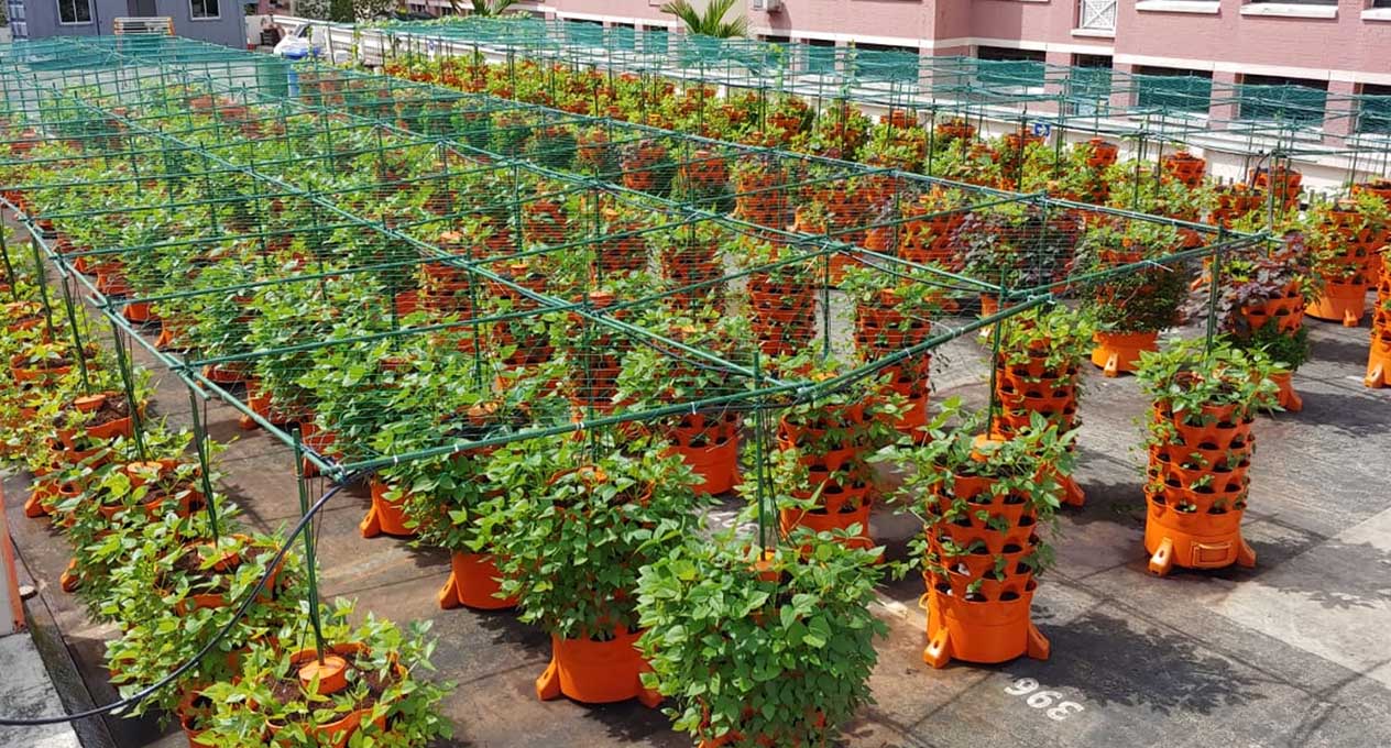 Farming in Urban Singapore